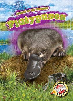 Platypuses - Book  of the Scholastic: Blastoff!  Animals of the Wetlands