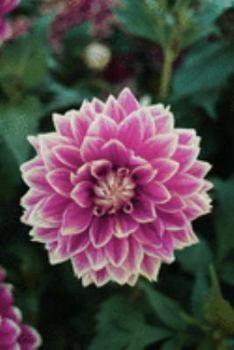 Journal: 150 Dot Grid Pages, 6x9 Inches, Beautiful Pink/Purple Dahlia Flower, Plan Your Day and Organize Your Life, Tracker, Productivity Diary, Notebook