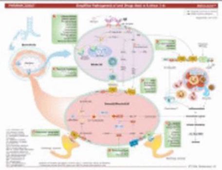 Paperback MemoCharts Pharmacology: Drug Therapy for Asthma (Review chart) (Paperback) Book