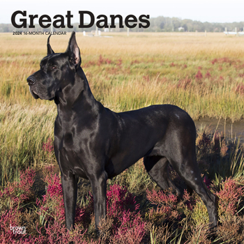 Calendar Great Danes 2024 Square Book