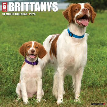 Calendar Brittanys 2026 12 X 12 Wall Calendar Book