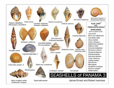 Hardcover SEASHELLS of PANAMA 3 [Large Print] Book