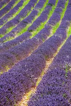 Field of Lavender in Provence, France Flower Journal : 150 Page Lined Notebook/Diary