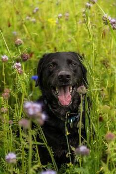 Paperback A Sweet Happy Black Labrador Retriever in a Field Pet Journal: 150 Page Lined Notebook/Diary Book