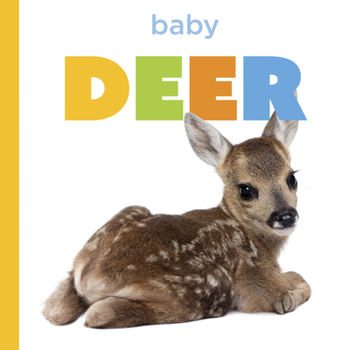 Baby Deer