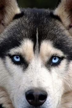 Husky Journal: Siberian Husky Journal (Small Journal 6 X 9) (150 Blank Lined Pages, Soft Cover) (Diary, Notebook)