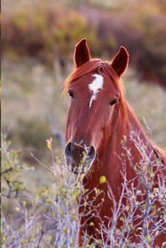 Paperback Kids Equine Journal: Wide Ruled Leftie Journal or Notebook Book