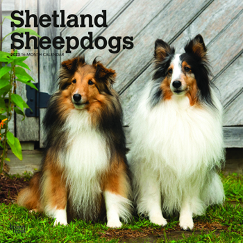 Calendar Shetland Sheepdogs 2023 Square Book