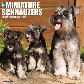 Calendar Just Miniature Schnauzers 2025 12 X 12 Wall Calendar Book