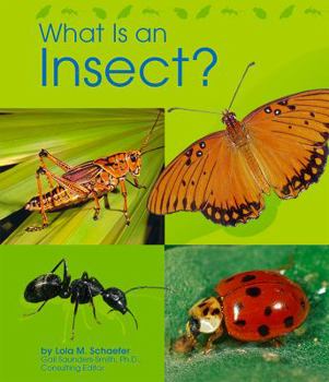 Paperback What Is an Insect? Book