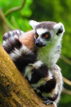 Ring-Tailed Lemur