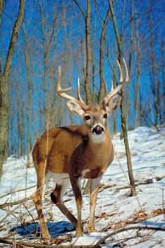 Paperback Journal Wild Deer Buck Antlers: (Notebook, Diary, Blank Book) Book