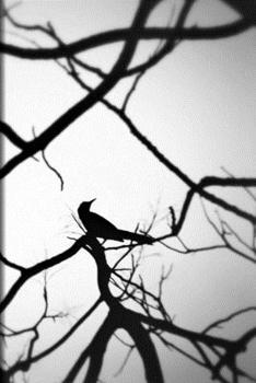 Bird on a Branch Journal: Blank Lined Notebook for Writing, Planning or Journaling