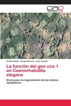 La función del gen ccz-1 en Caenorhabditis elegans: El proceso de degradación de las células apoptóticas