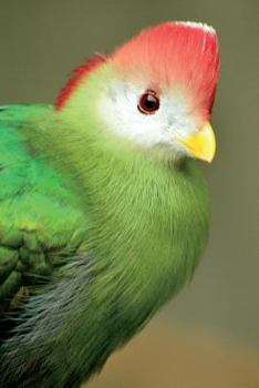 Paperback Red Crested Turaco Journal: 150 page lined notebook/diary Book