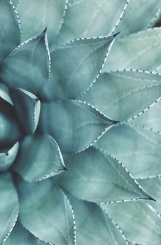 Paperback Small Open-Dated Minimalist Planner Succulent Book