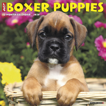 Calendar Just Boxer Puppies 2020 Wall Calendar (Dog Breed Calendar) Book
