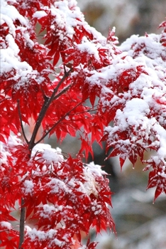 2020 Weekly Planner Japanese Maple Winter Snow 134 Pages: 2020 Planners Calendars Organizers Datebooks Appointment Books Agendas