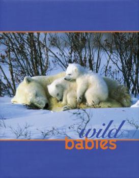 Hardcover Wild Babies Book