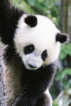 Panda Bear in a Tree Journal: 150 Page Lined Notebook/Diary