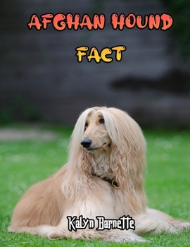 Afghan Hound Fact: AFGHAN HOUND fact for girl age 1-10 AFGHAN HOUND fact for boy age 1-10 picture of an afghan hound
