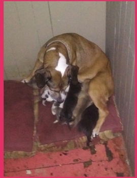 Paperback Life as a Protodog Book