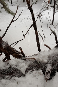 2020 Weekly Planner Winter Season Snow Scene 134 Pages: 2020 Planners Calendars Organizers Datebooks Appointment Books Agendas