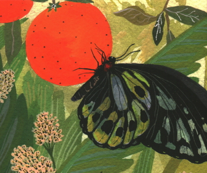 Cards Butterflies: Quicknotes Book