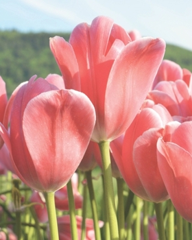 Journal: 200 Lined & Dated Sheets, 8x10 Inches, Inspiring Peach Tulips, Diary & Notebook for Writing, Brainstorming, Note-Taking, Relieving Stress & More