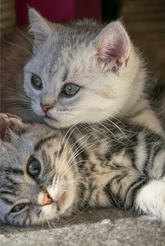Journal: Baby Kittens