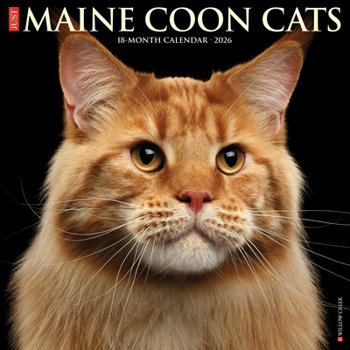 Calendar Maine Coon Cats 2026 Wall Calendar Book