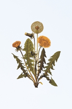 Paperback Dandelion Journal. Blank Lined Journal For Flower Lovers And Gardening Enthusiasts Book