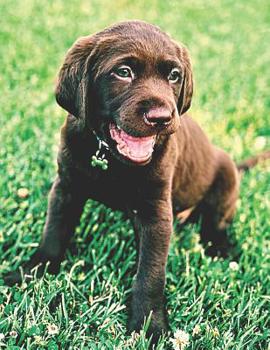 Paperback Chocolate Lab Puppy Lovers: Journal Notebook with blank lined pages for Labrador Retriever Dog Lovers Book