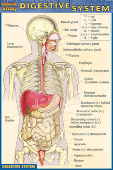 Digestive System