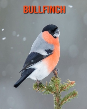 Bullfinch: Beautiful Pictures & Interesting Facts Children Book About Bullfinch