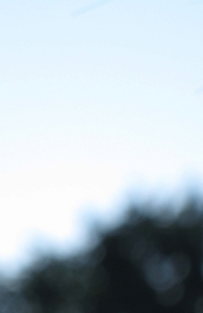 Paperback The Forest of Agon Book