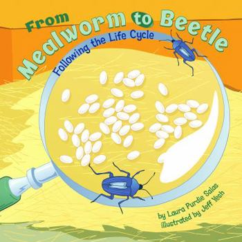 Hardcover From Mealworm to Beetle: Following the Life Cycle Book