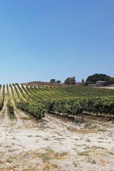 Paperback Notebook Vinyard of Grapes Looking Across the Fields Book