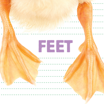 Board book Feet Book