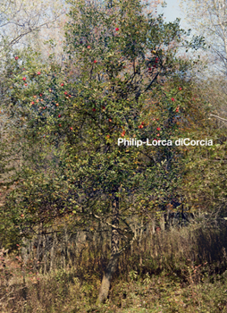 Paperback Philip-Lorca Dicorcia Book