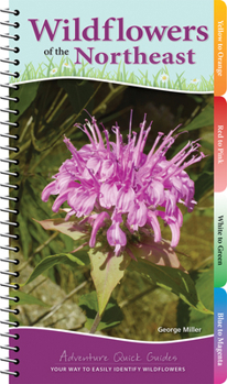 Spiral-bound Wildflowers of the Northeast: Your Way to Easily Identify Wildflowers Book