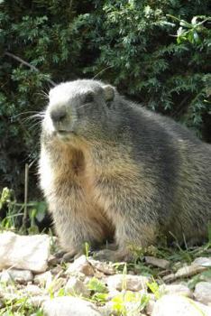 Paperback An Alpine Marmot, for the Love of Animals: Blank 150 Page Lined Journal for Your Thoughts, Ideas, and Inspiration Book