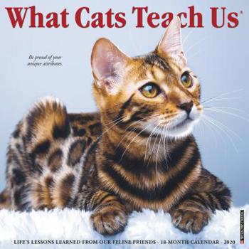 Calendar What Cats Teach Us 2020 Wall Calendar Book