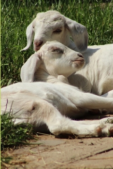 Journal: Baby Goats