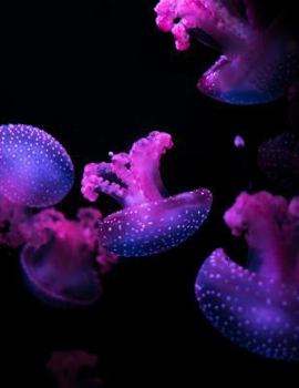 Paperback Jellyfish Notebook: 8.5 X 11 202 College Ruled Pages Book