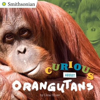 Paperback Curious about Orangutans Book
