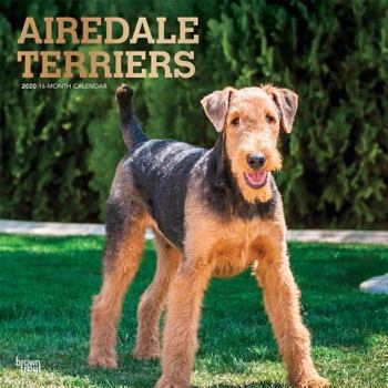 Calendar Airedale Terriers 2020 Square Foil Book