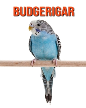 Budgerigar: Amazing Facts about Budgerigar
