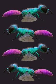 Jewel Wasp Notebook: Composition Book / Notebook / Journal ( 6” x 9” ), College Ruled / Lined Paper, 120 pages for fans of Cuckoo Wasps