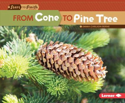 Library Binding From Cone to Pine Tree Book